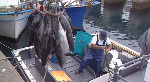 Aumento das quotas de pesca de atum para 2018 na Madeira