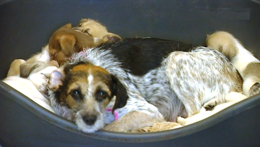 SPAD recebe cães retirados de moradia em Câmara de Lobos