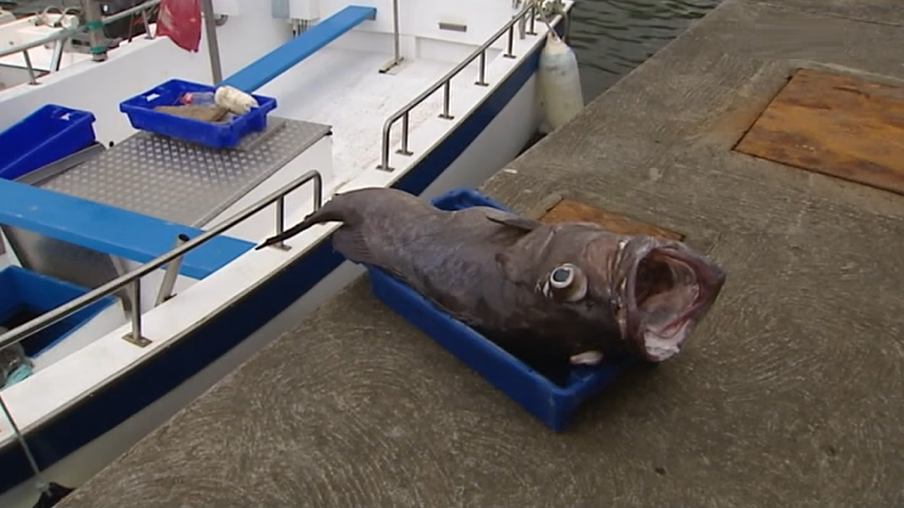 Cherne com 48 Quilos