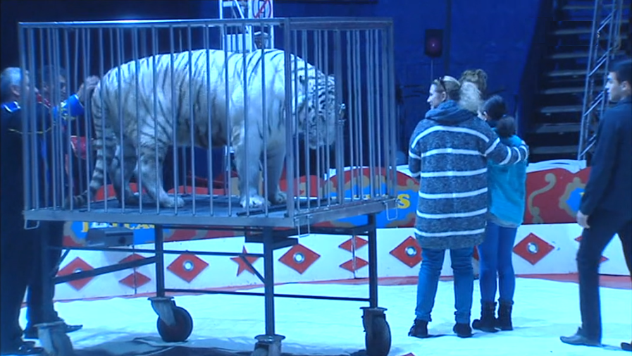 Circo “Dallas” na Madeira