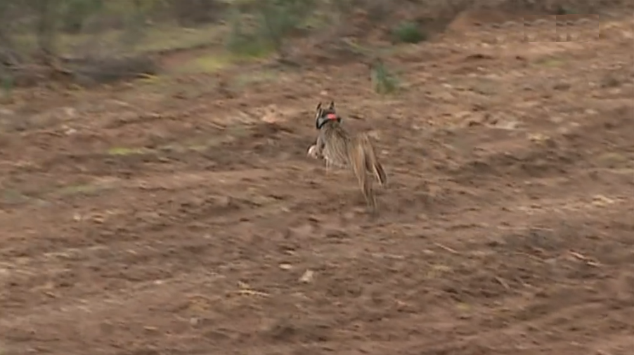 Lince ibérico à venda na internet