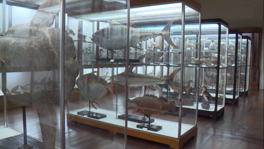 Aumento das visitas a museus e cinemas na Madeira em 2016