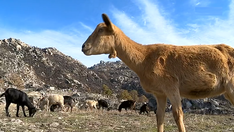 Animais sem pasto na Serra da Gardunha