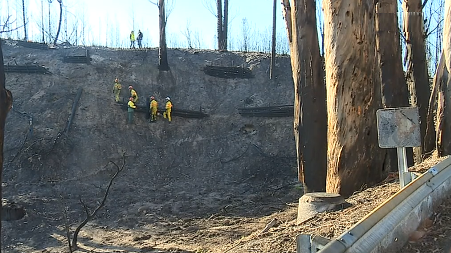 Recuperação do Pinhal do Rei