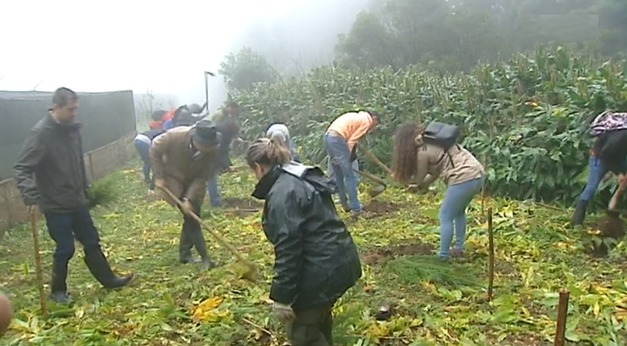 Reflorestação de criptomérias em São Miguel