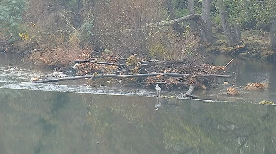 Poluição no rio Alva