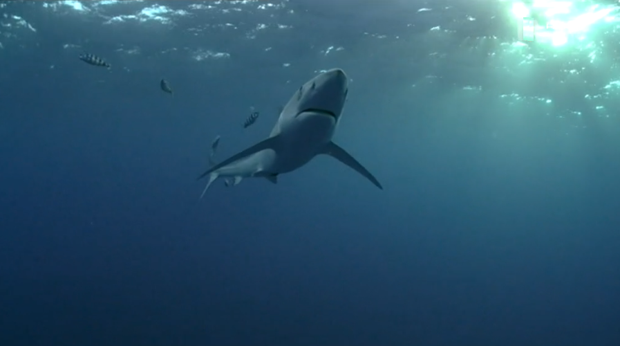 Prémio a investigadores da Universidade dos Açores