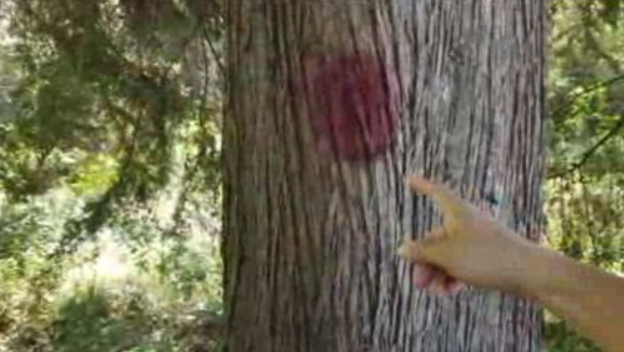 Abate de árvores em Chaves