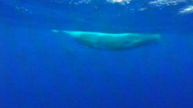 Monitorização do movimento das baleias-piloto-tropical