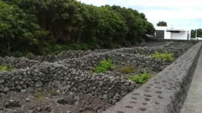 Vinhas abandonadas na Ilha Terceira