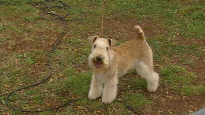 14ª edição da Mostra Canina “Cidade do Funchal”
