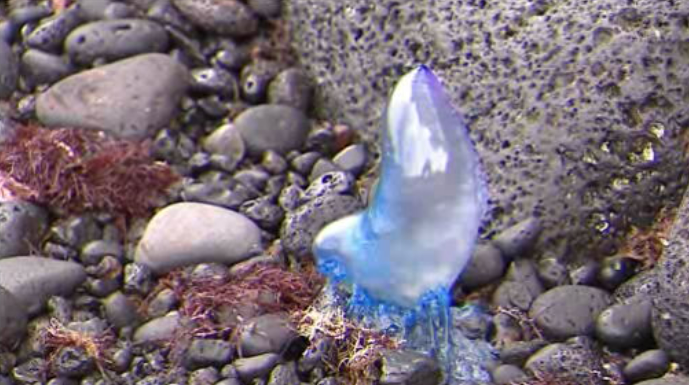 Caravela-portuguesa em zonas balneares