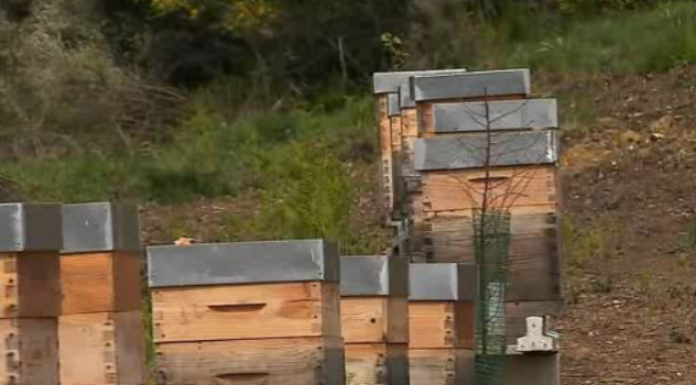 Urso Pardo em Portugal