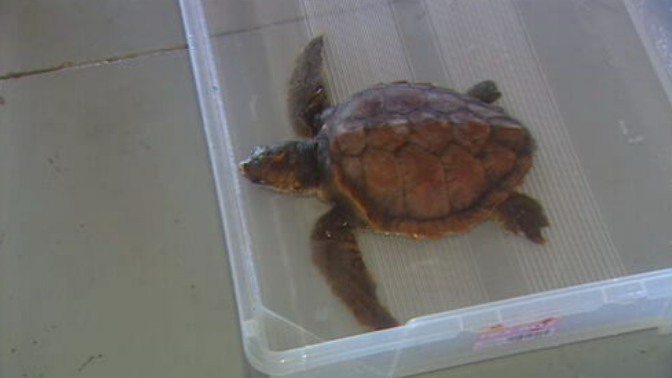 Resgate de 3 tartarugas marinhas