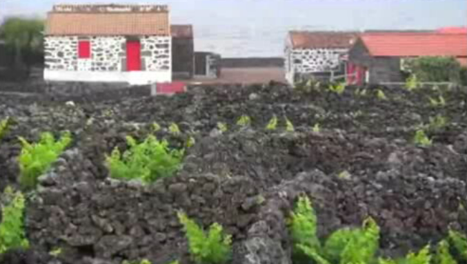 Apresentação das Comemorações da Vinha do Pico