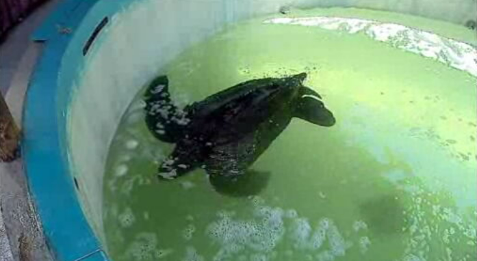 Operação para salvar tartaruga