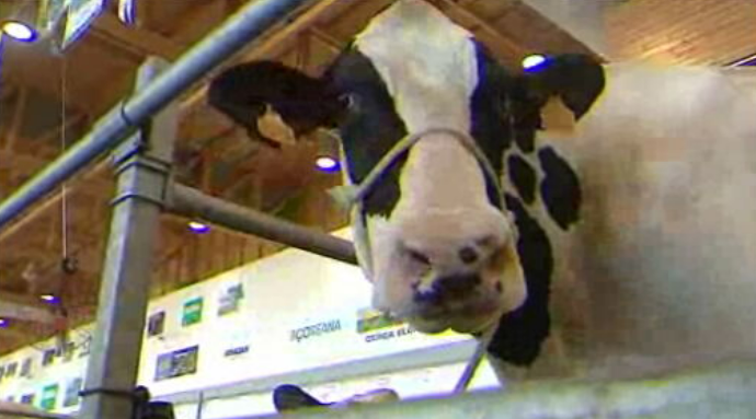 XVIII Concurso da Raça Holstein Frísia