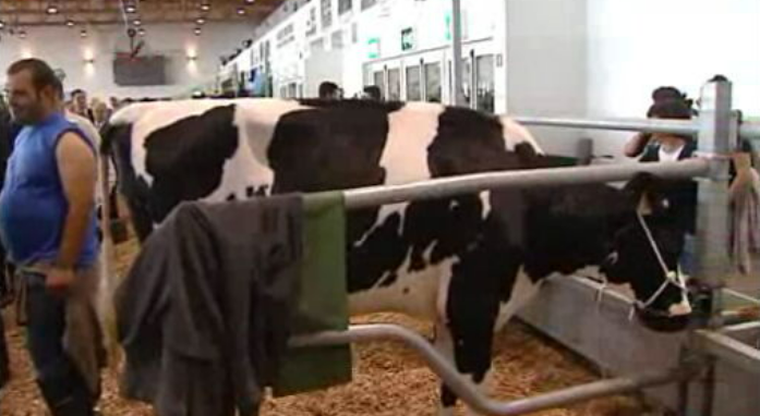 Concurso da Raça Holstein e Frísia