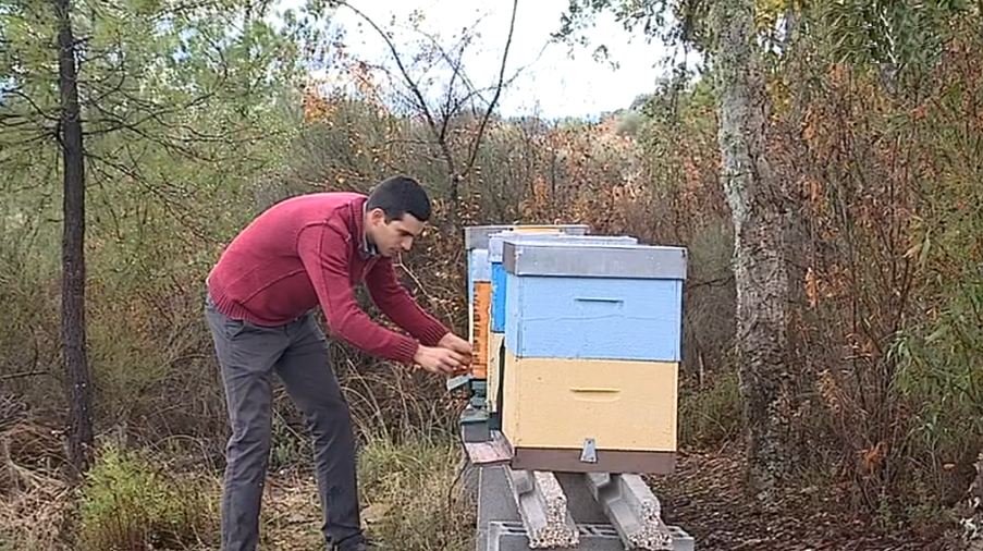 Dispositivo “Apis Technology” para controlo de abelhas