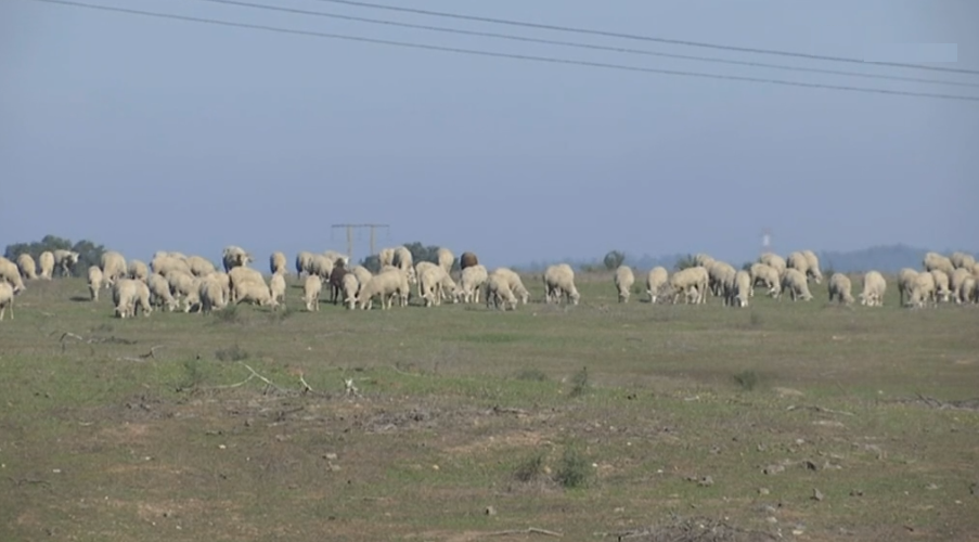 Seca no Paul do Boquilobo