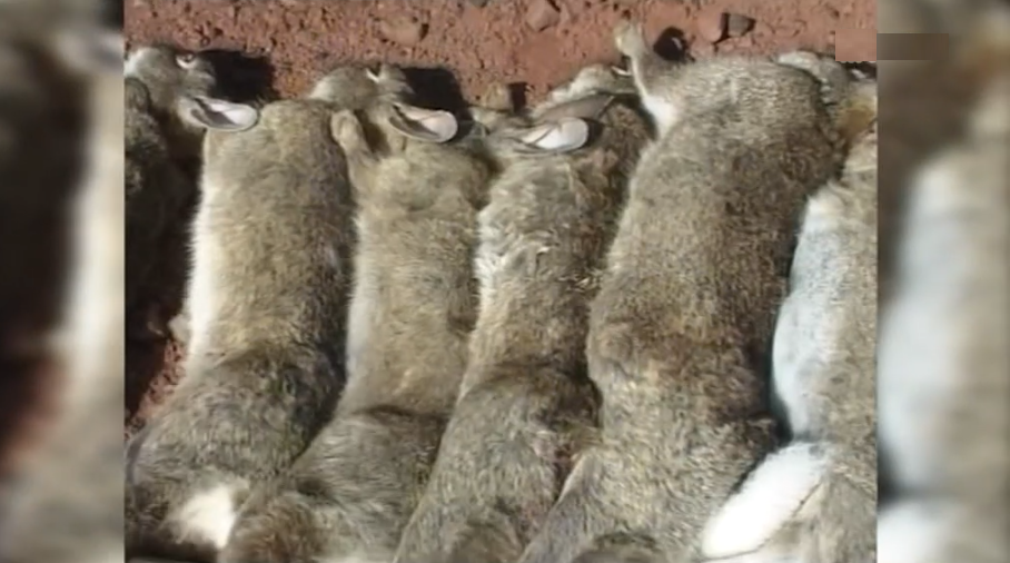 Novo surto de doença hemorrágica nos coelhos bravos