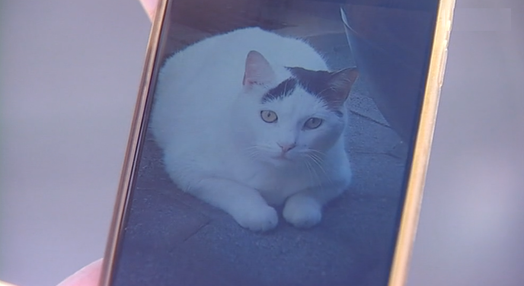 Gato desaparece em voo da TAP