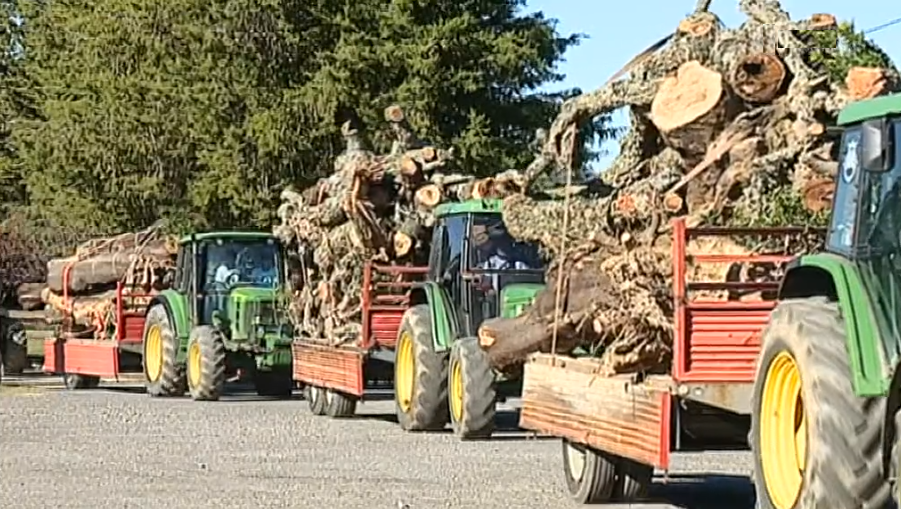 Tradição do Madeiro de Penamacor