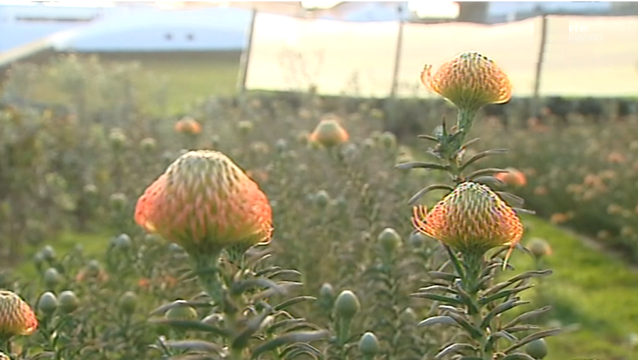 Produção de próteas arruinada por intempéries