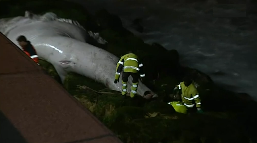 Baleia morta em Cascais