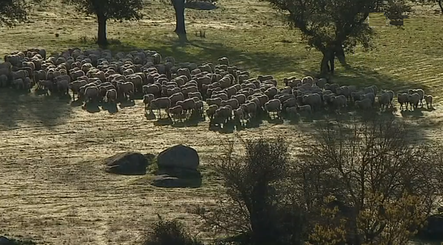 Roubo de gado no Alentejo