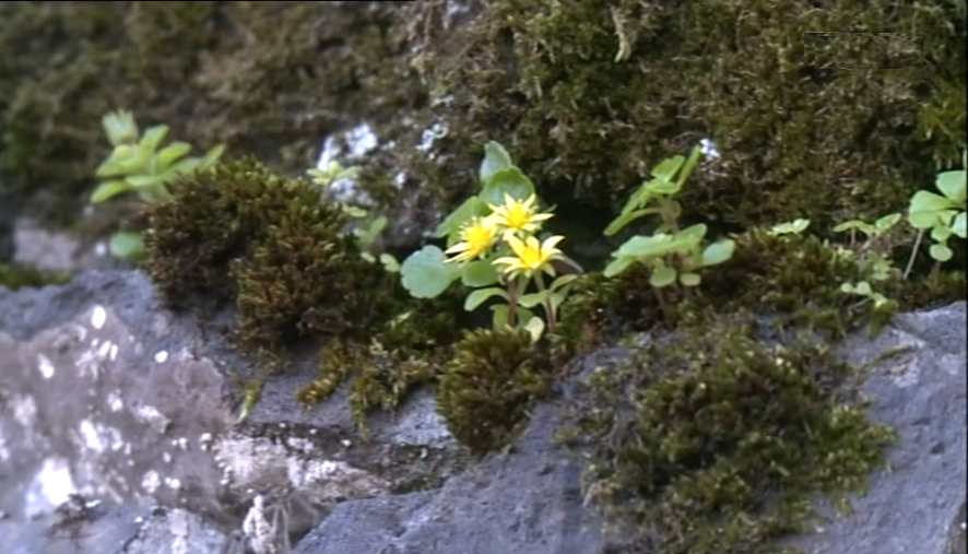 Nova planta endémica em Santa Maria