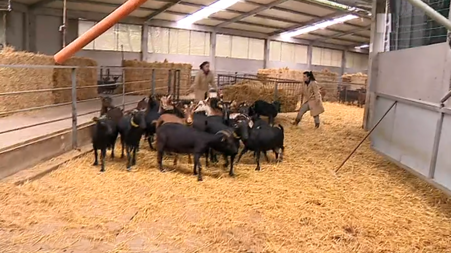 Abertura de negócio de queijaria em Melgaço