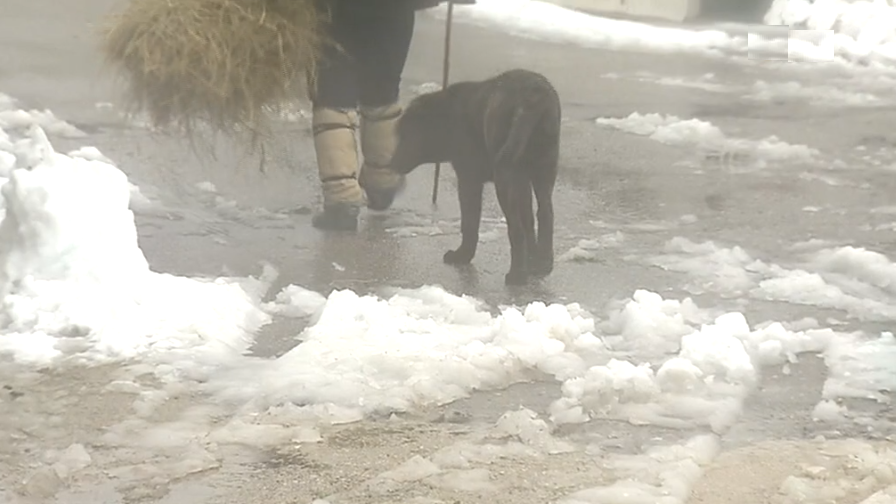 Tradição das “inverneiras” em Castro Laboreiro