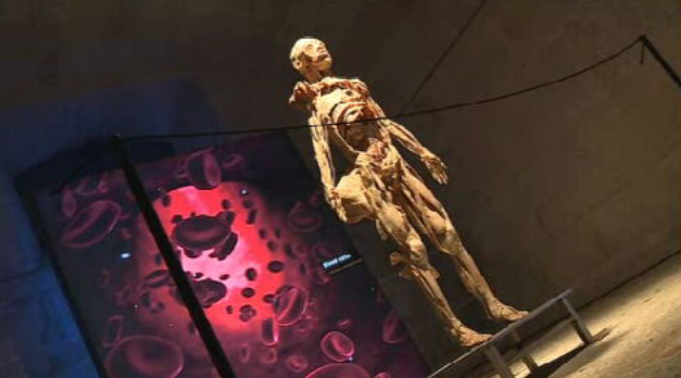 Exposição Corpo Humano