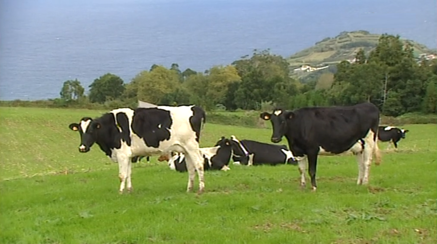 “Cooperativa União Agrícola” de São Miguel premiada