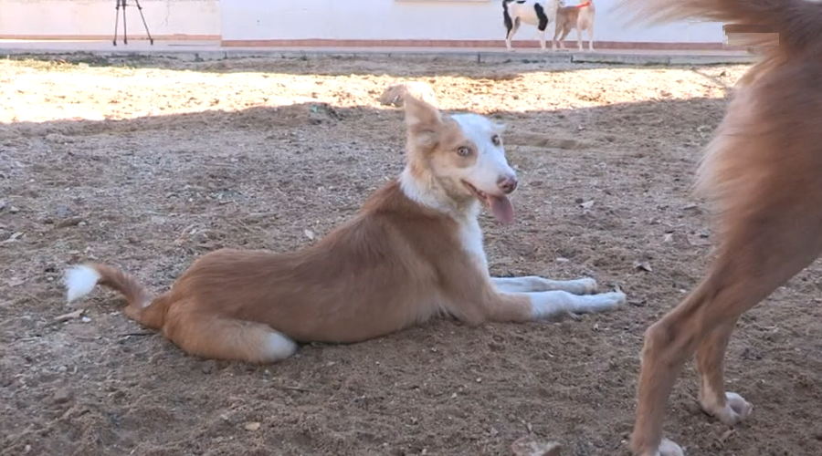 Nova raça canina portuguesa