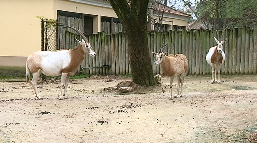 Novas crias no Zoo