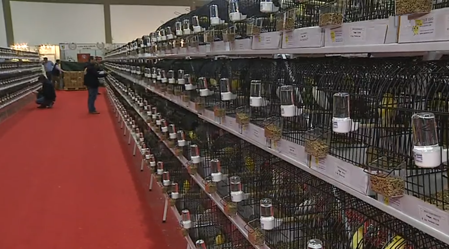 Campeonato Mundial de Ornitologia em Matosinhos I