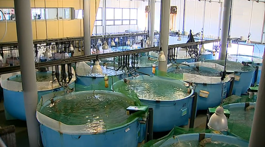 Piscicultura em Portugal