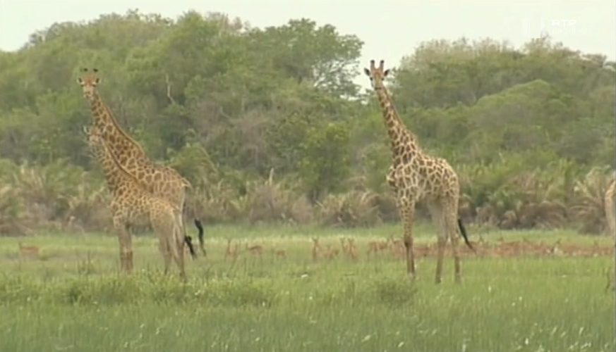 Reserva especial de Maputo