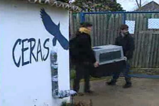 Libertação de aves de rapina