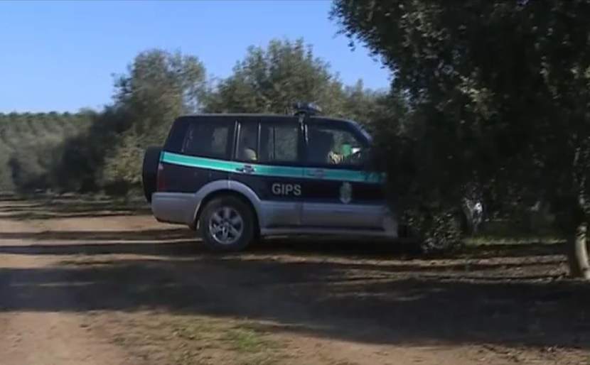 Roubo de azeitona no Baixo Alentejo