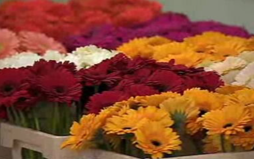 100% Português: Flores p´ra fora