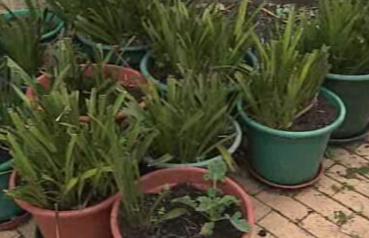 Hortas comunitárias no Bairro de Paramos