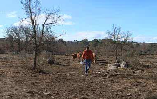 Ataques de lobos em Pinhel