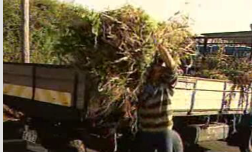 População de Fontes na Ribeira Brava