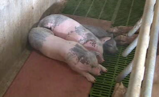 Produção animal em Portugal