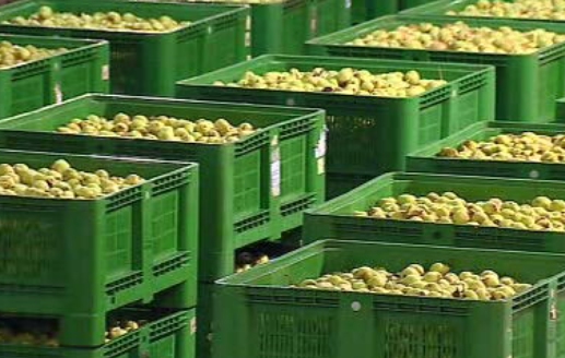 Exportação de fruta portuguesa