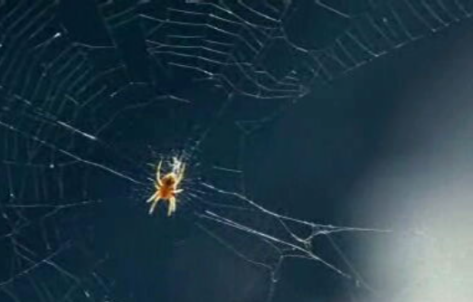 Estreia do programa “Natureza e Vida Selvagem”