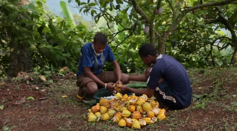 Produção de cacau na Ilha do Príncipe